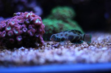 spooted mandalina balık