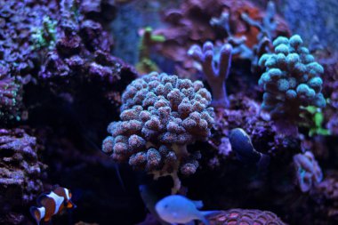  Pocillopora SPS Coral   clipart
