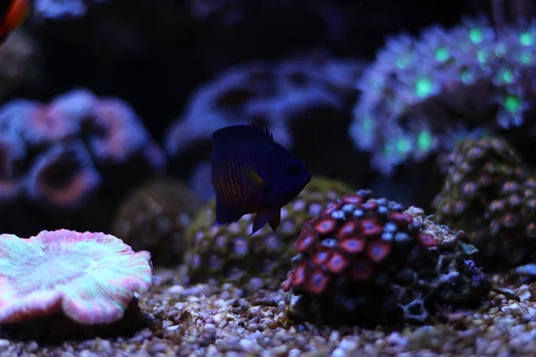 Coral Beauty Angelfish (Centropyge bispinosa) — Stock Photo, Image