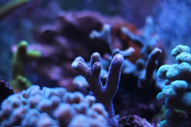 Purple Stylophora SPS Coral  clipart