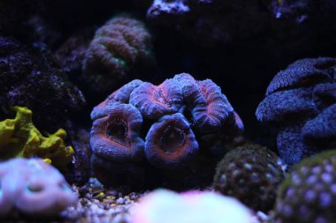 Lobophyllia Lps mercan
