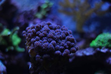  Pocillopora SPS Coral   clipart