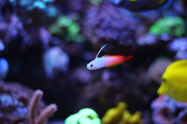 Firefish (Nemateleotris magnifica)