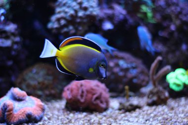 Toz Brown Tang (Acanthurus japonicus)