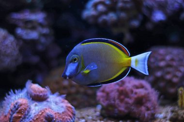 Toz Brown Tang (Acanthurus japonicus)