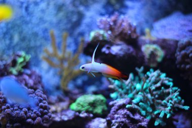 Firefish (Nemateleotris magnifica)