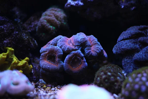 Lobophyllia ЛПС coral — стокове фото