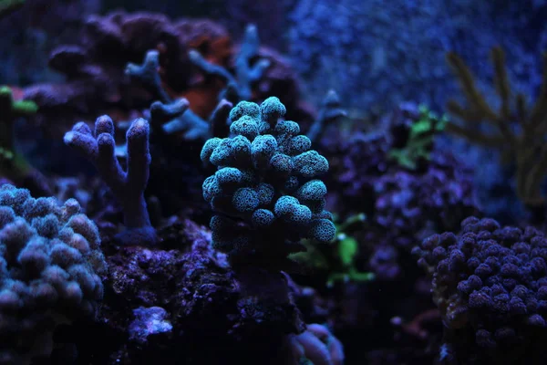 Neon Green Stylophora SPS Coral — Stock Photo, Image