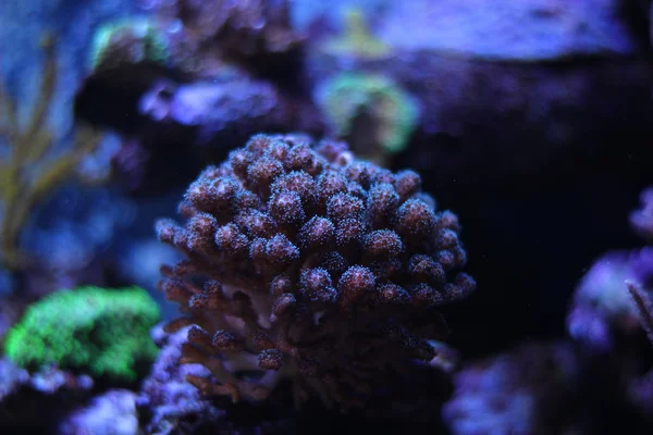 Pocillopora SPS Coral — Stock Photo, Image