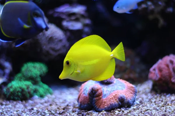 Zebrasoma Tang amarillo — Foto de Stock
