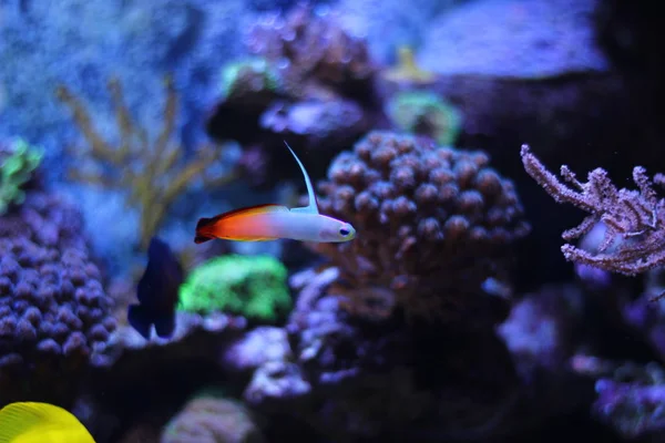Firefish (Nemateleotris magnifica) — Zdjęcie stockowe
