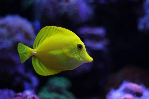 Zebrasoma Yellow Tang — Zdjęcie stockowe