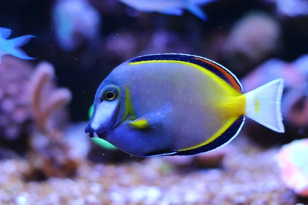 Poeder Brown Tang (Acanthurus japonicus) — Stockfoto