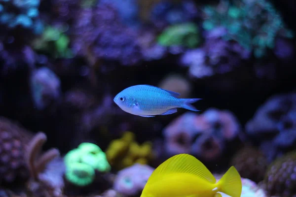 Chromis azul (Chromis atripectoralis ) — Fotografia de Stock
