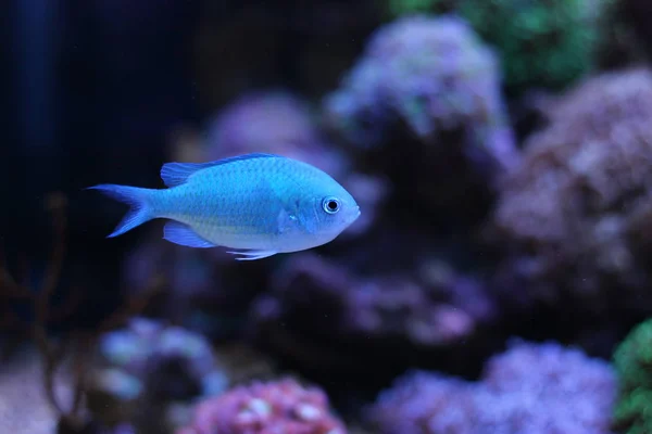 Carne de coral — Fotografia de Stock