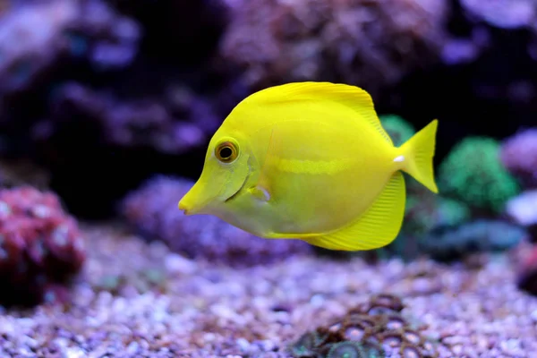 Coral reef fish — Stock Photo, Image