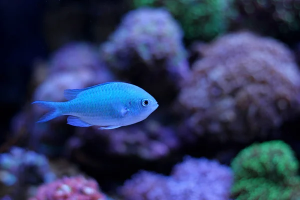 Pez Chromis Azul Tanque Acuario Arrecife —  Fotos de Stock
