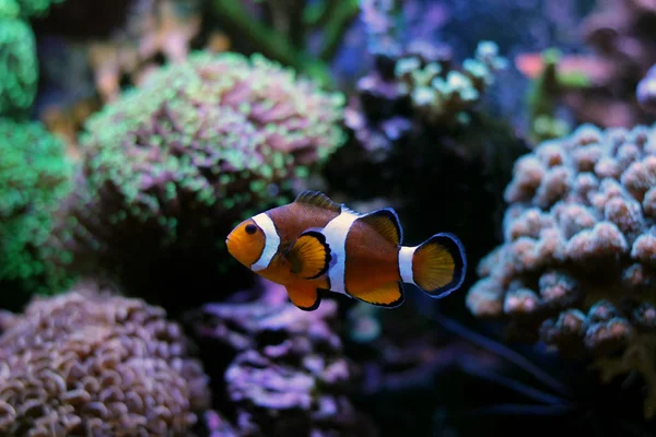 Nemo real (Amphiprion Ocellaris ) — Fotografia de Stock