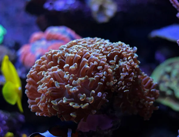 Hammer Lps Coral — Stockfoto