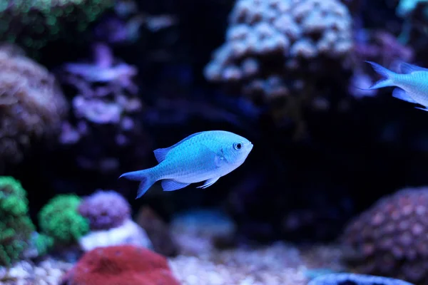 Marine Fish Swimming in coral reef aquarium tank