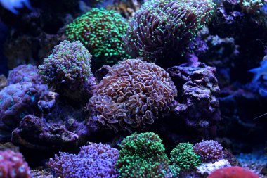 Beyaz ipucu kahverengi çekiç Lps mercan