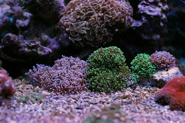 混合的颜色的毛蘑菇珊瑚 — 图库照片