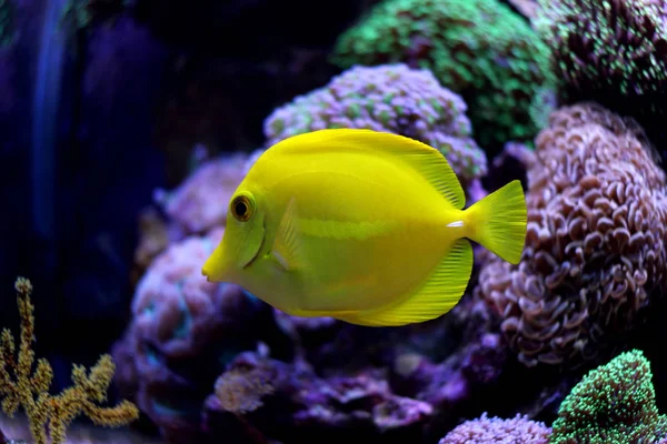 Zebrasoma Yellow Tang