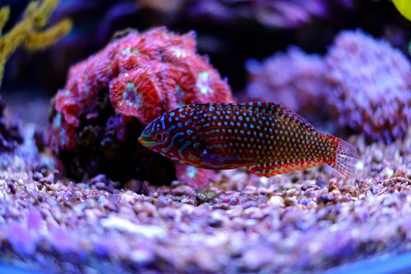 Leopard Wrasse in koraal rif Aquarium Tank — Stockfoto