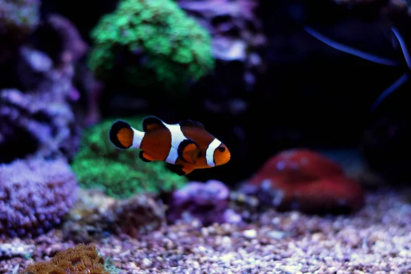 Real nemo (Amphiprion Ocellaris) — Stok fotoğraf