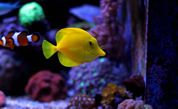 Zebrasoma Yellow Tang — стокове фото