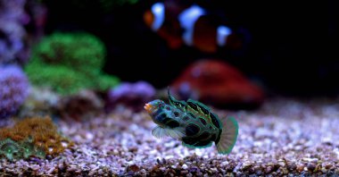 Benekli Mandarin (Synchiropus picturatus)