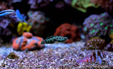 Benekli Mandarin (Synchiropus picturatus)