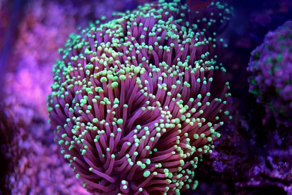 Маленький зеленый наконечник Фиолетовый Евфилия Факел Коралл — стоковое фото