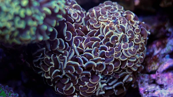 Bílý cíp hnědé kladivo Lps Coral — Stock fotografie