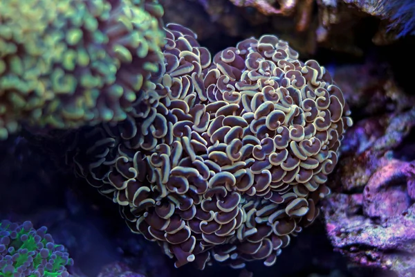 White tip brown Hammer LPS Coral — Stock Photo, Image