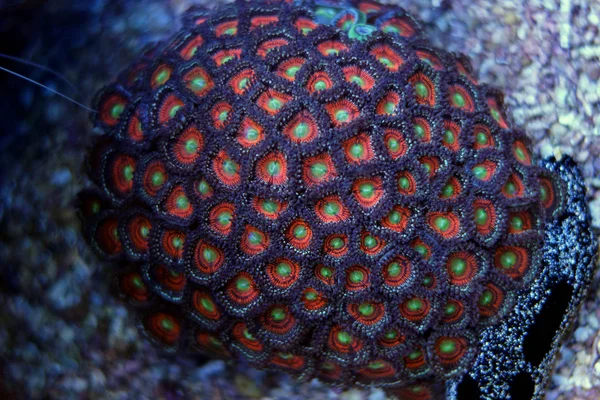 Zoanthidés polypes corail en aquarium marin réservoir — Photo