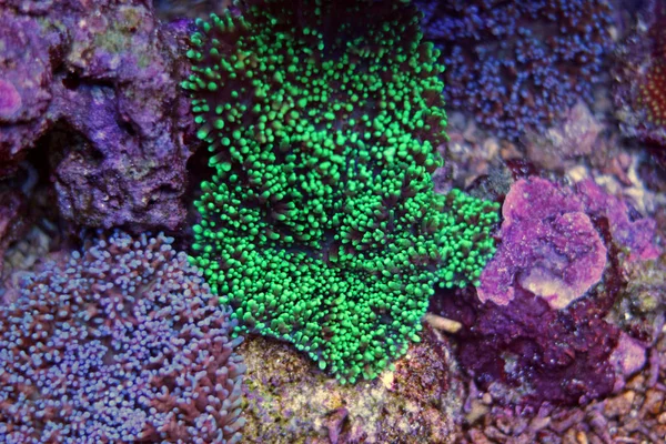 Gemengde kleuren van harige paddestoel koralen — Stockfoto