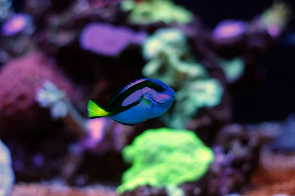 Real Dory in marine aquarium tank (Blue Tang) — Stock Photo, Image