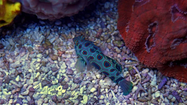 Green Spotted Mandarin fish (Synchiropus picturatus) — Stock Photo, Image