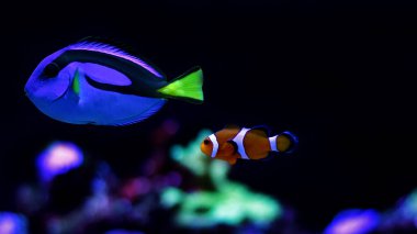 Gerçek Nemo ve Dory