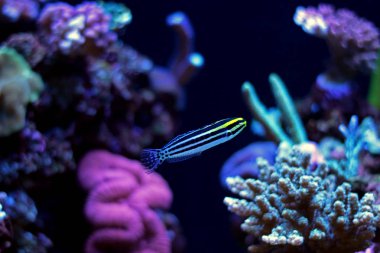 Çizgili Blenny (Meiacanthus grammistes)