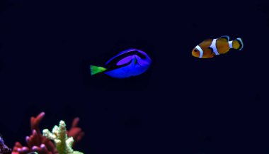 Gerçek Nemo ve Dory