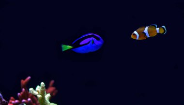 The Real Nemo and Dory clipart