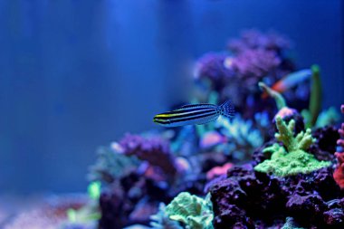 Çizgili Blenny (Meiacanthus grammistes)