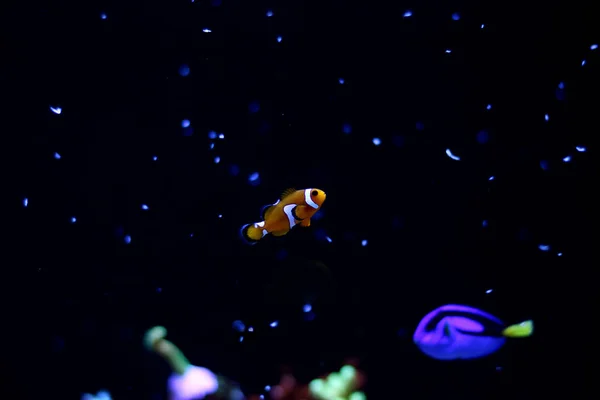 小丑鱼的水生和海洋生活 — 图库照片