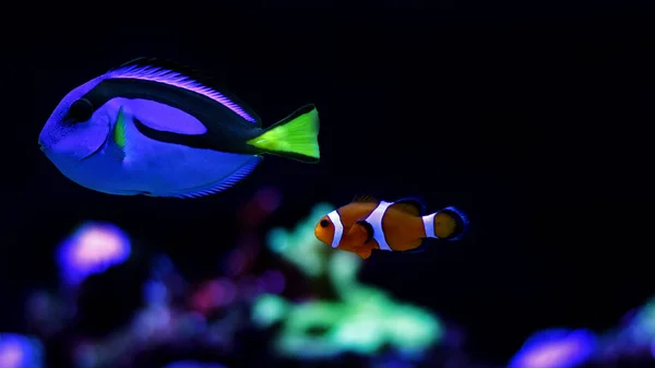 El verdadero Nemo y Dory — Foto de Stock