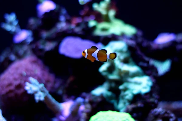 Aquatic and Marine Life with Clownfish — Stock Photo, Image