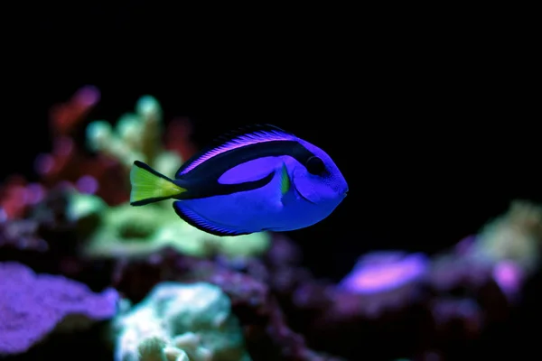 Skutečné Dory nádrže mořské akvárium (modré Tang) — Stock fotografie