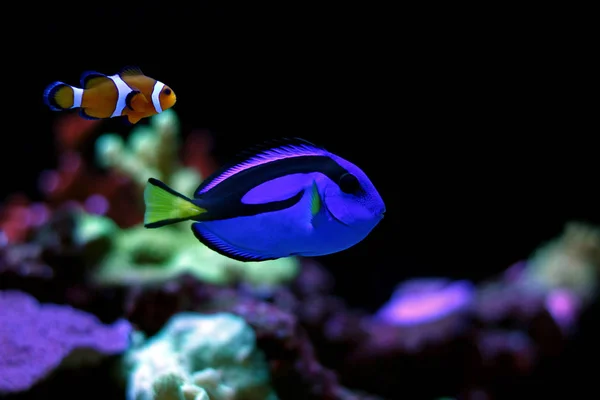 Echter Dorsch im Aquarium (blauer Tang)) — Stockfoto