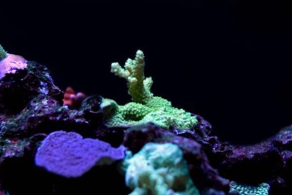 Korallen im Aquarium — Stockfoto